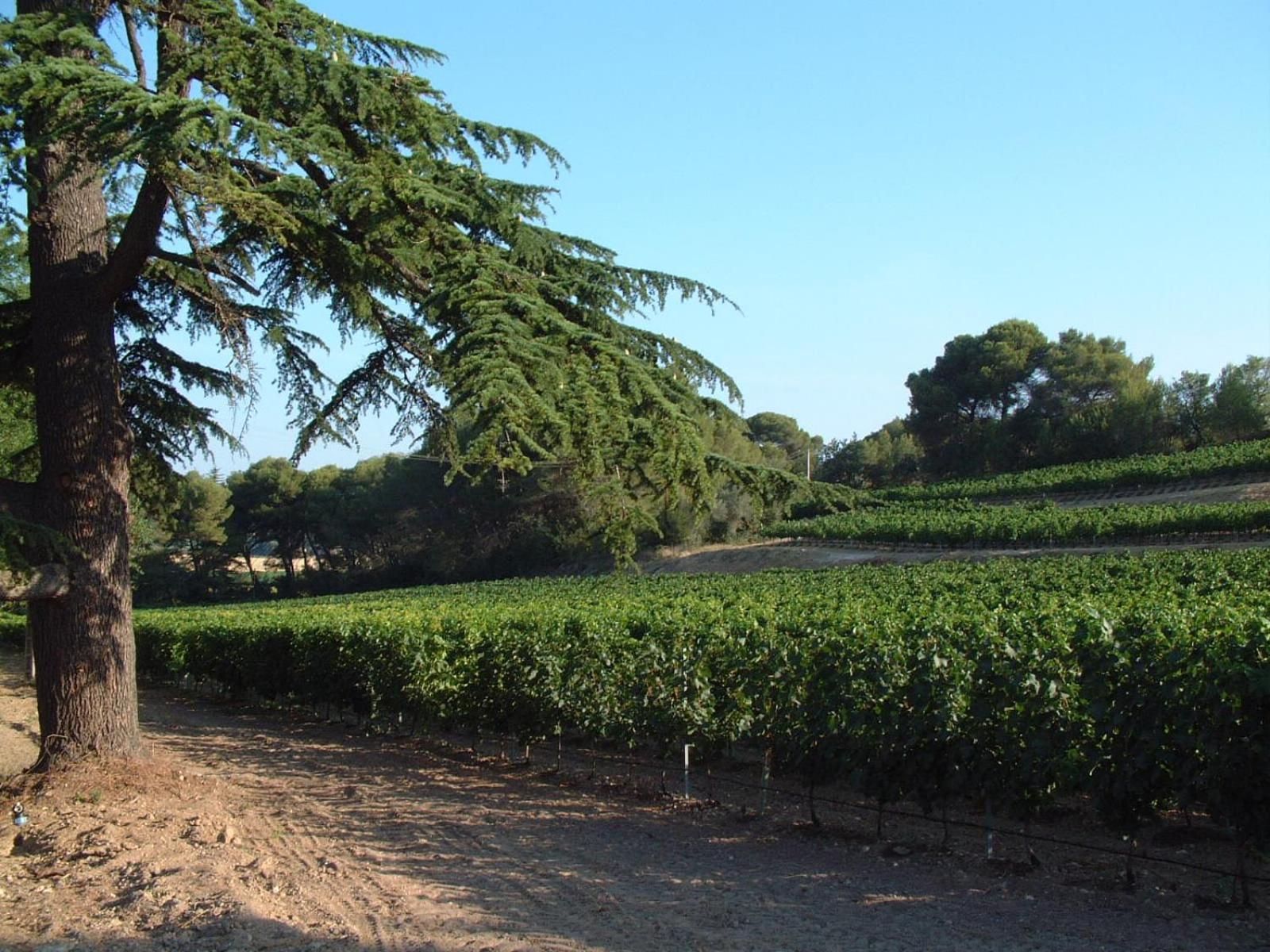 Chateau Saint Martin De Graves Aumes Esterno foto
